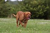 DOGUE DE BORDEAUX 264